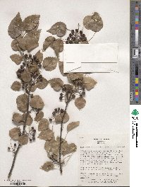 Pyrus betulifolia image