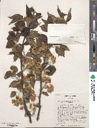 Pyrus betulifolia image