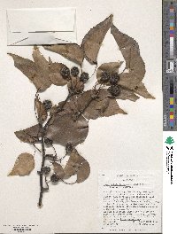 Pyrus betulifolia image