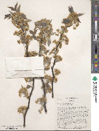 Pyrus betulifolia image