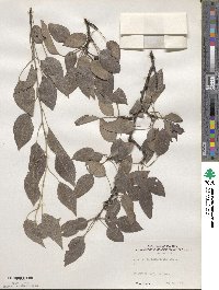 Pyrus betulifolia image