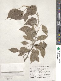 Pyrus betulifolia image