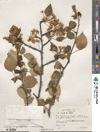 Pyrus betulifolia image