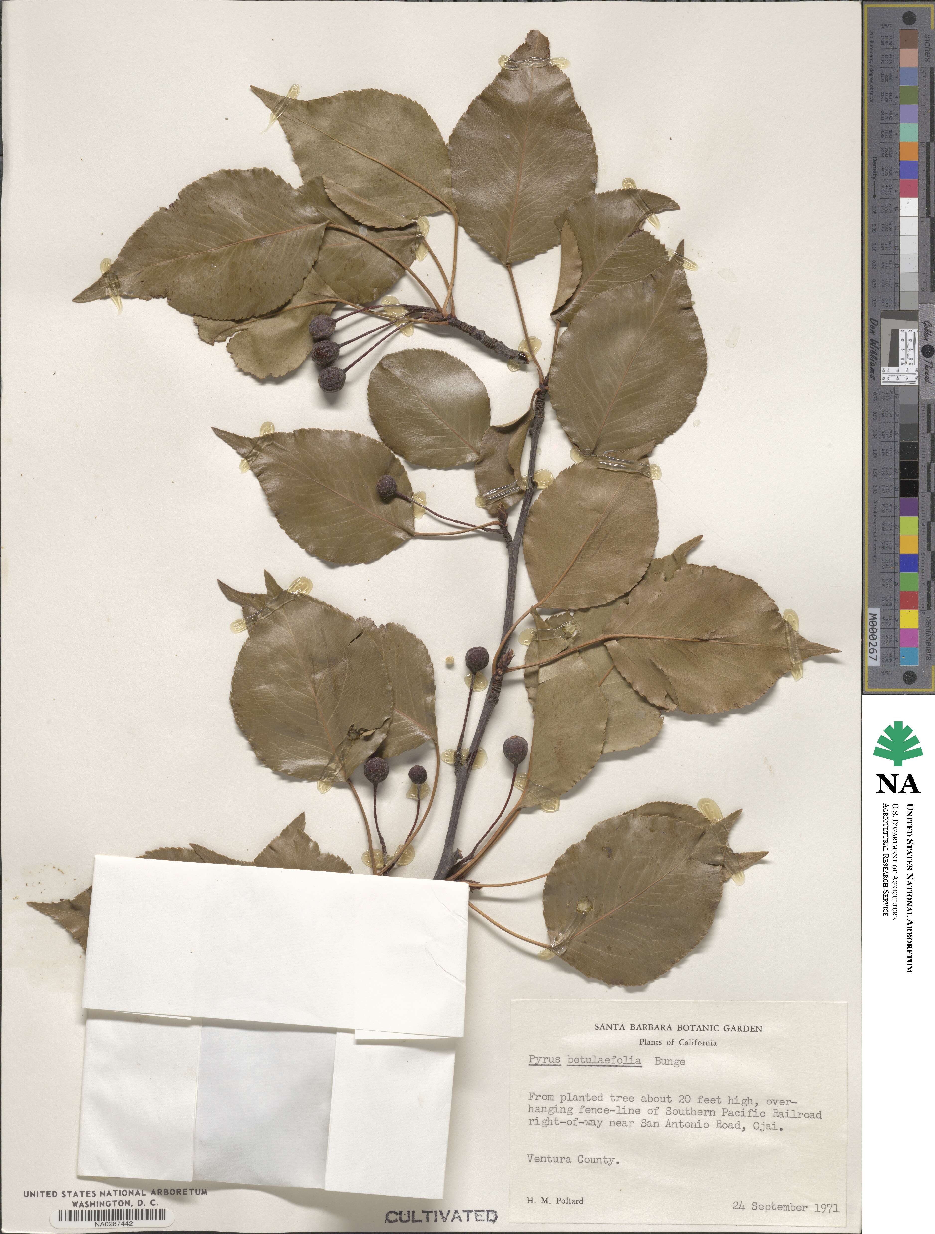 Pyrus betulifolia image