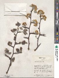 Pyrus betulifolia image