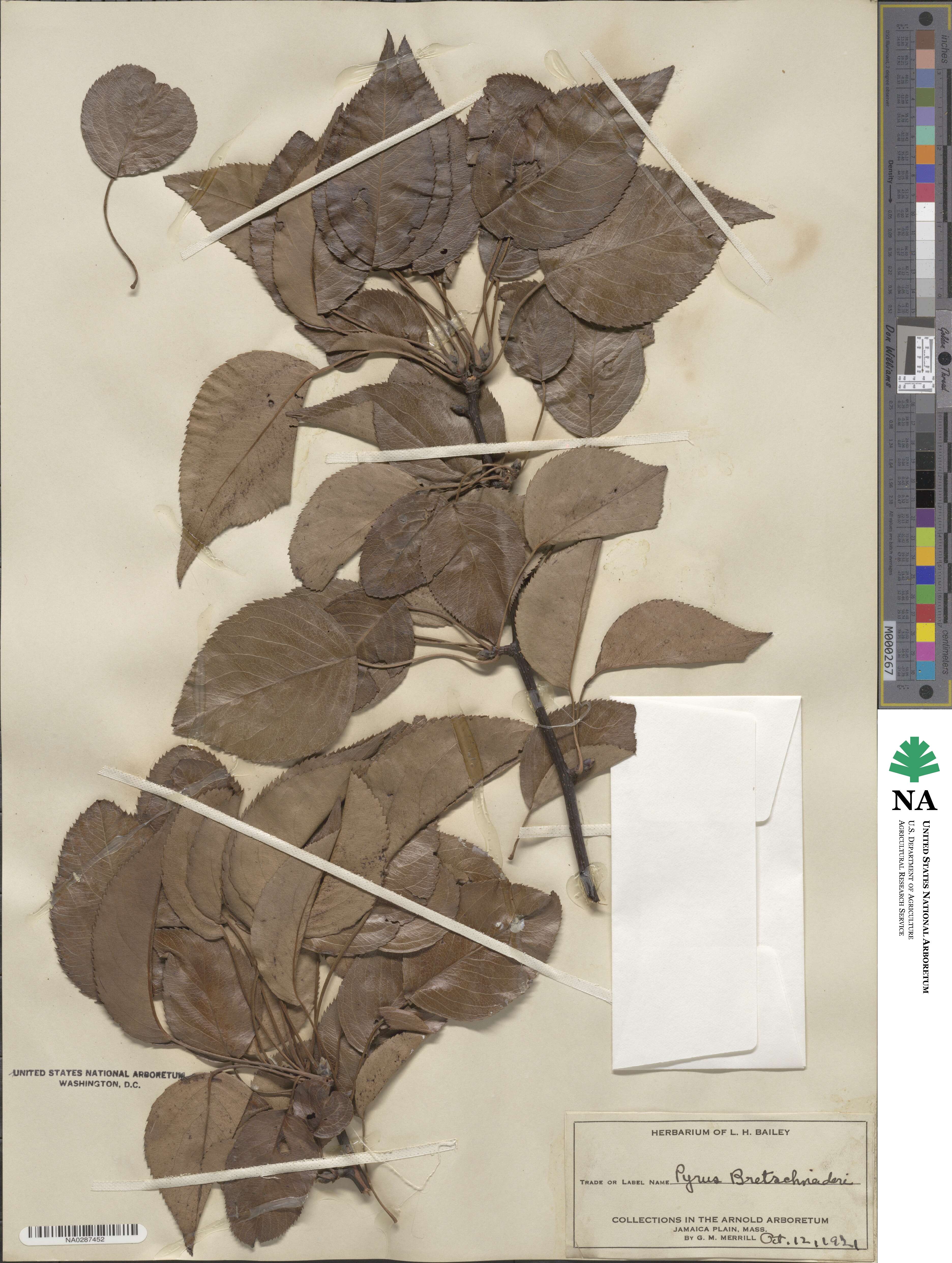 Pyrus bretschneideri image