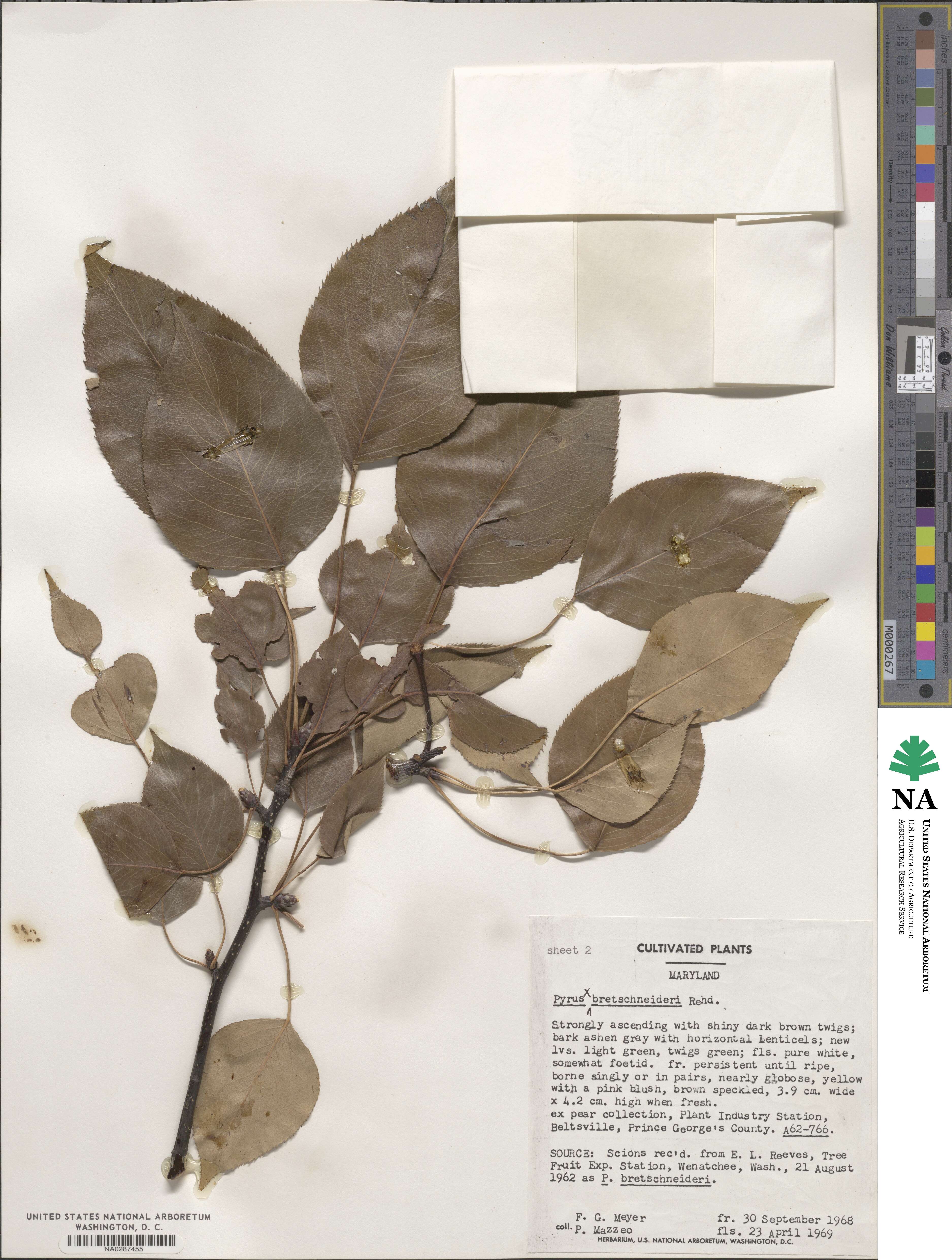 Pyrus bretschneideri image