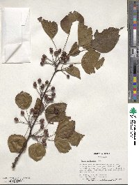 Pyrus calleryana image