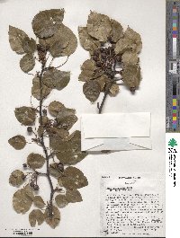 Pyrus calleryana image