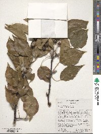 Pyrus calleryana image