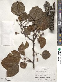 Pyrus calleryana image