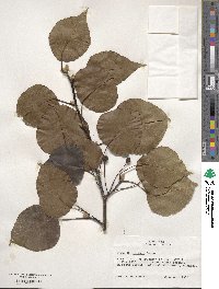 Pyrus calleryana image