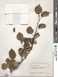 Pyrus calleryana image