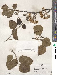 Pyrus calleryana image