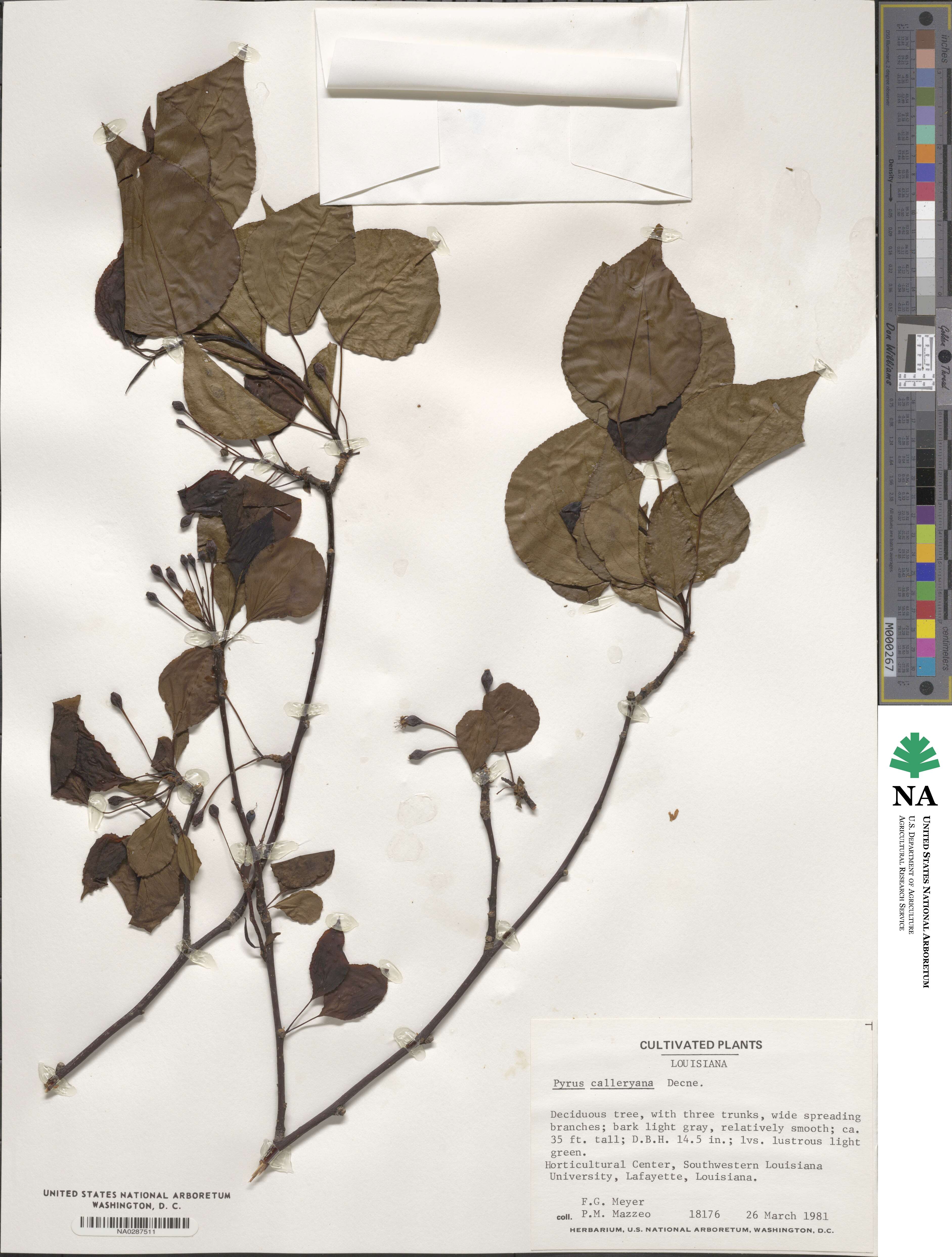 Pyrus calleryana image
