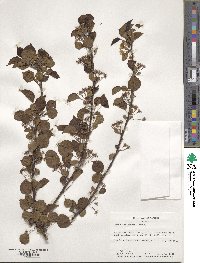 Pyrus calleryana image