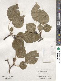 Pyrus calleryana image