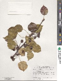 Pyrus calleryana image