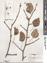 Pyrus calleryana image