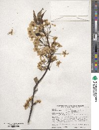 Pyrus calleryana image