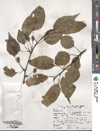 Pyrus calleryana image