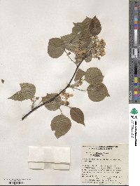 Pyrus calleryana image