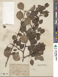 Pyrus communis image