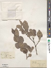 Pyrus cordata image