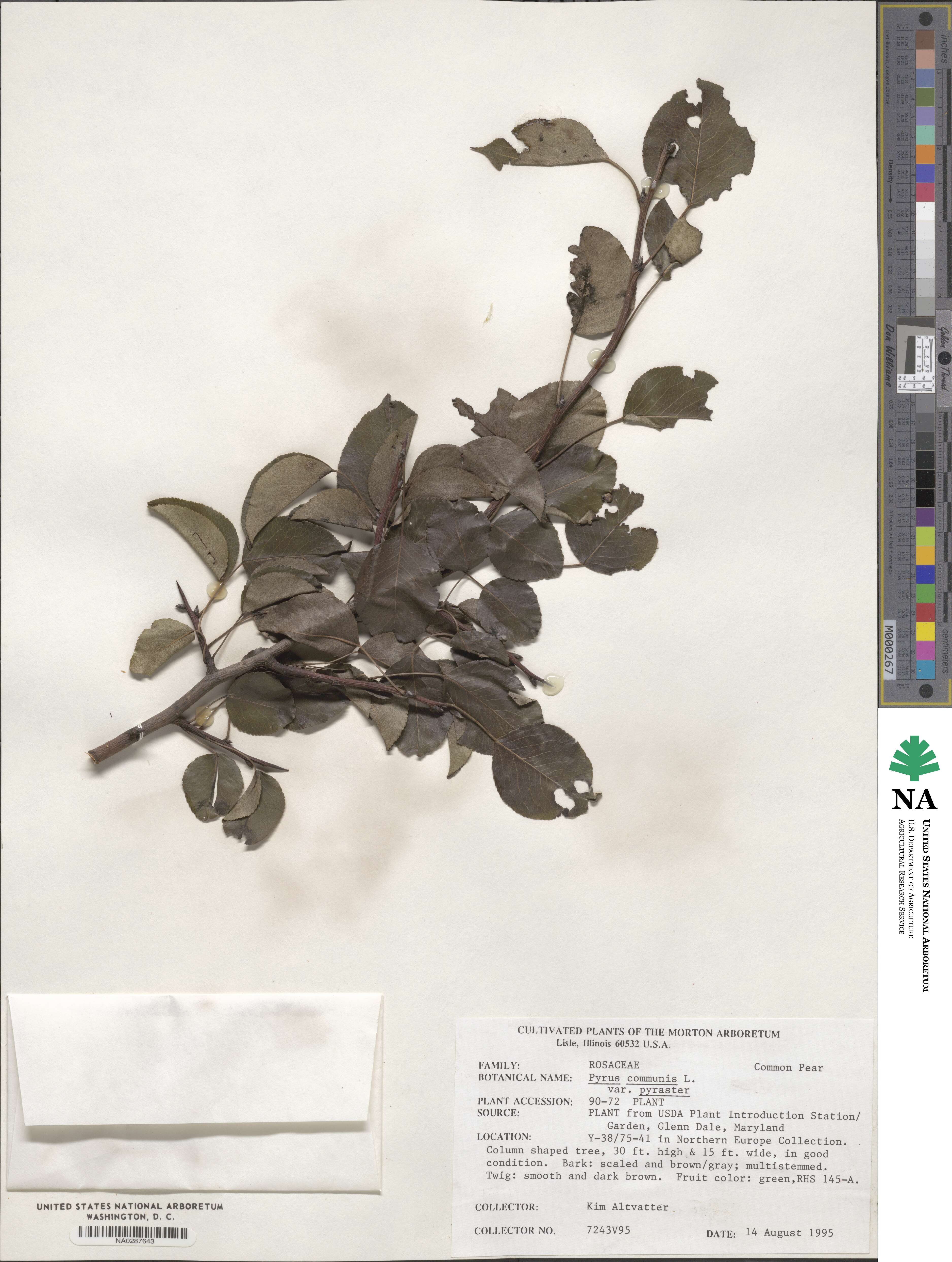 Pyrus pyraster image