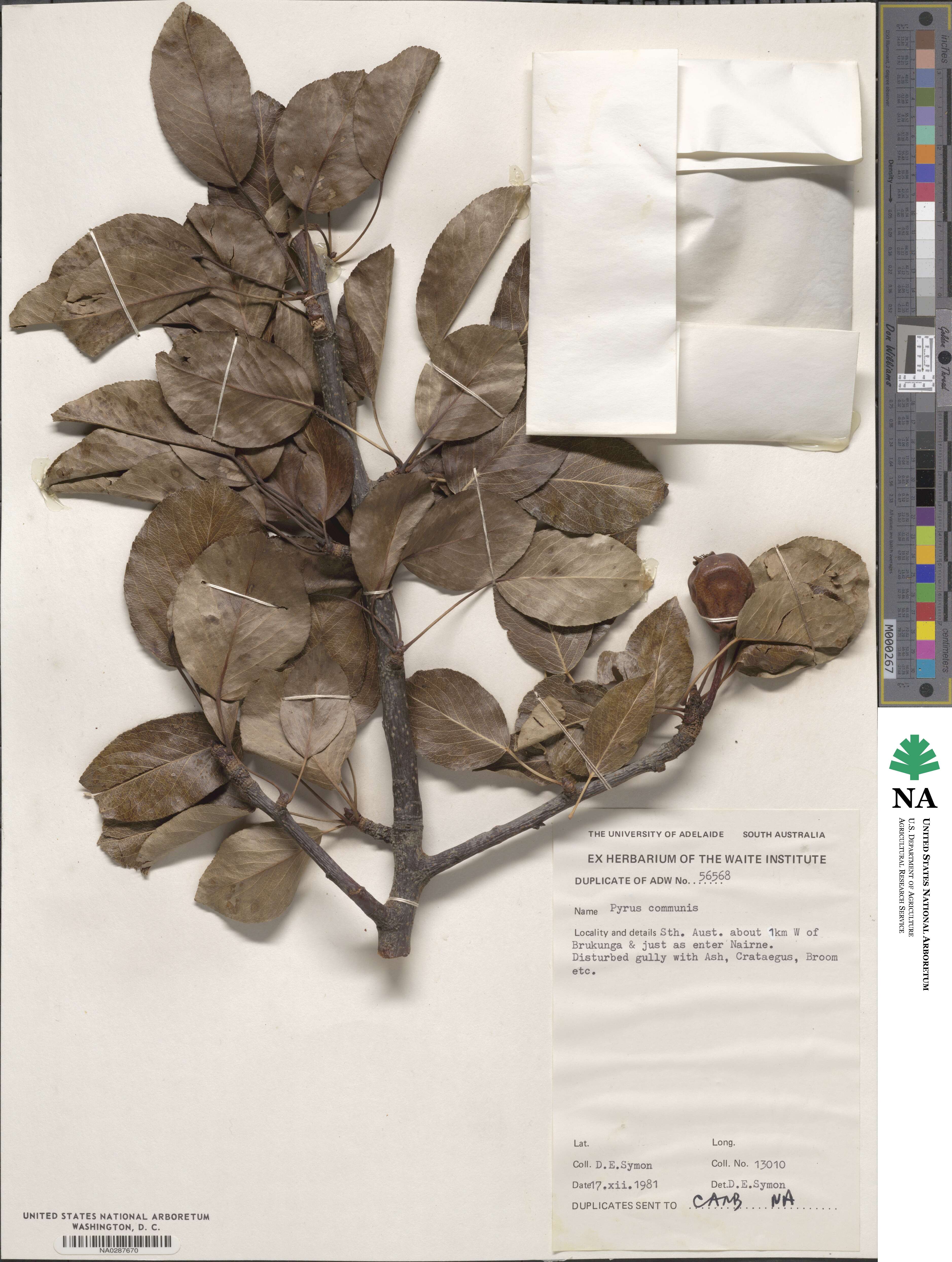 Pyrus communis image
