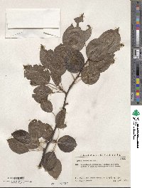 Pyrus domestica image