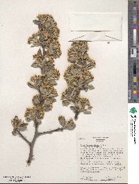 Pyrus elaeagnifolia image