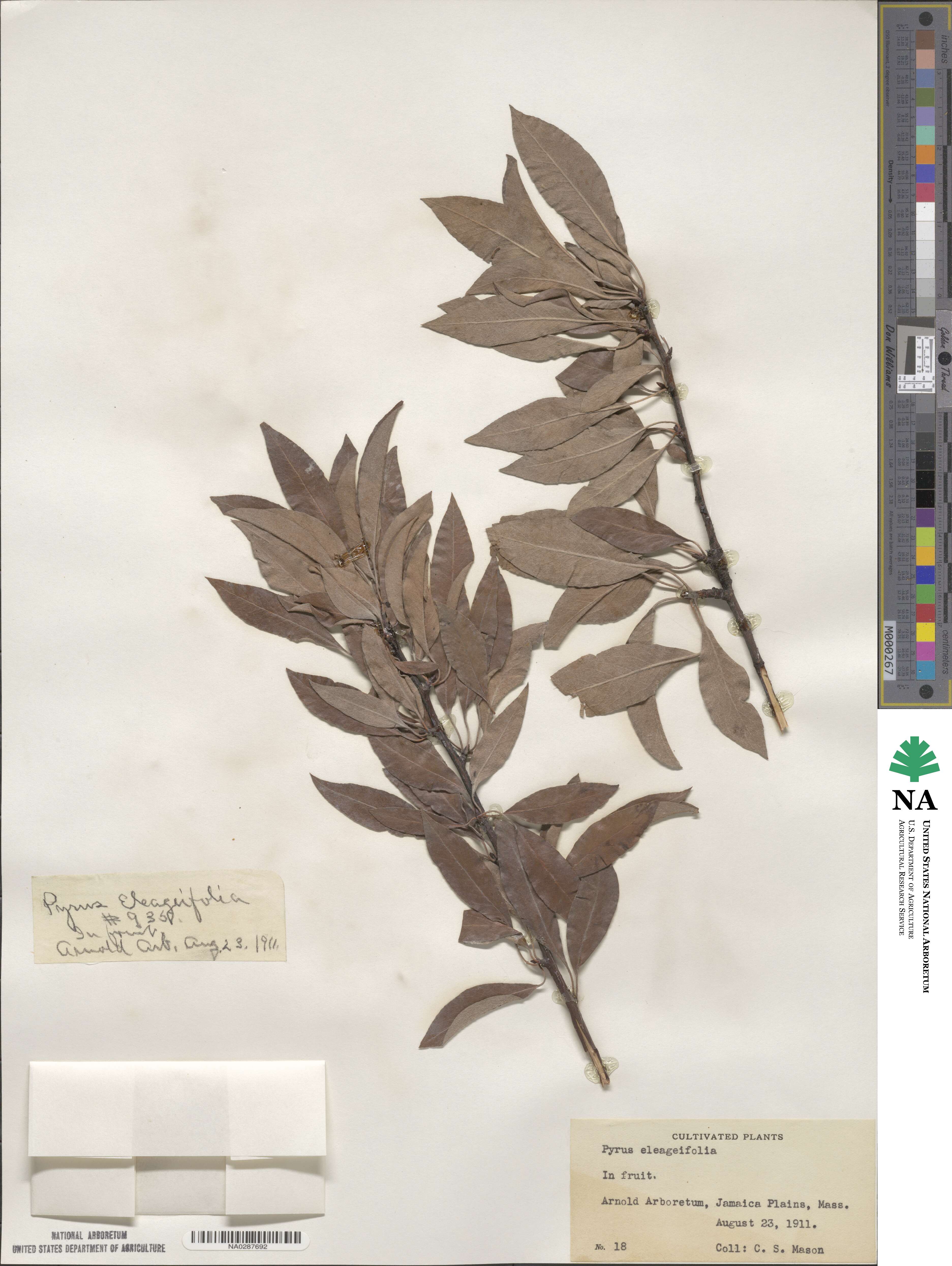 Pyrus elaeagnifolia image