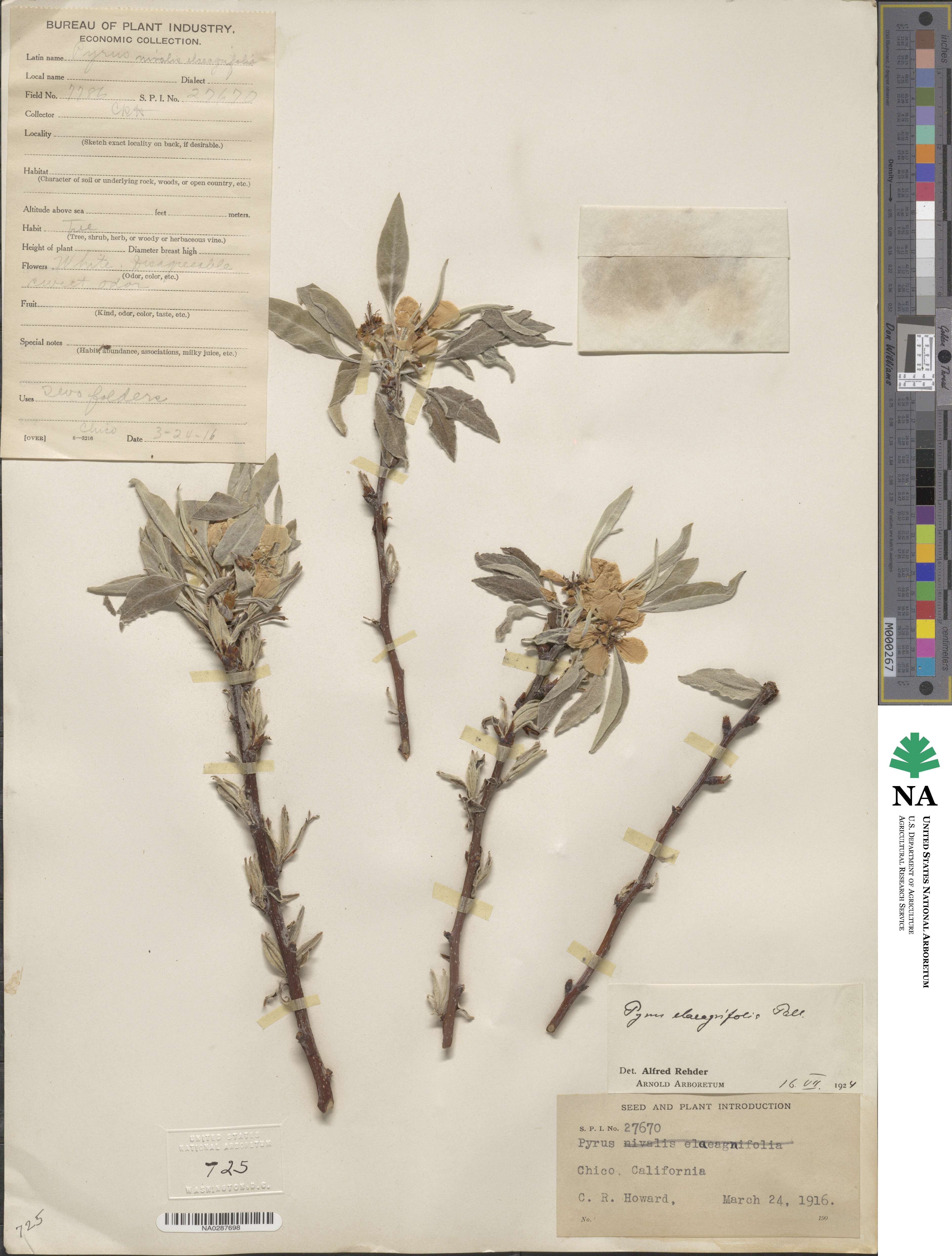 Pyrus elaeagnifolia image