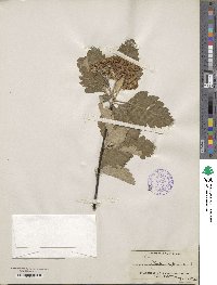 Scandosorbus intermedia image