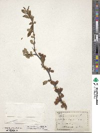 Chaenomeles japonica image