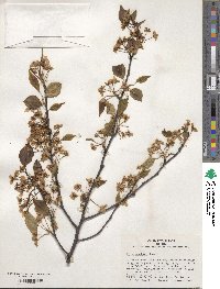 Pyrus calleryana image