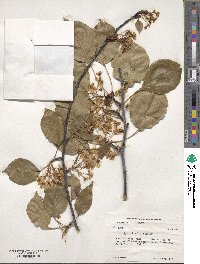 Pyrus calleryana image