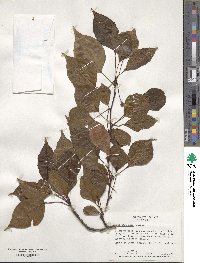 Pyrus calleryana image