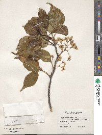 Pyrus calleryana image