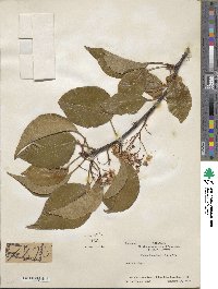 Pyrus calleryana image