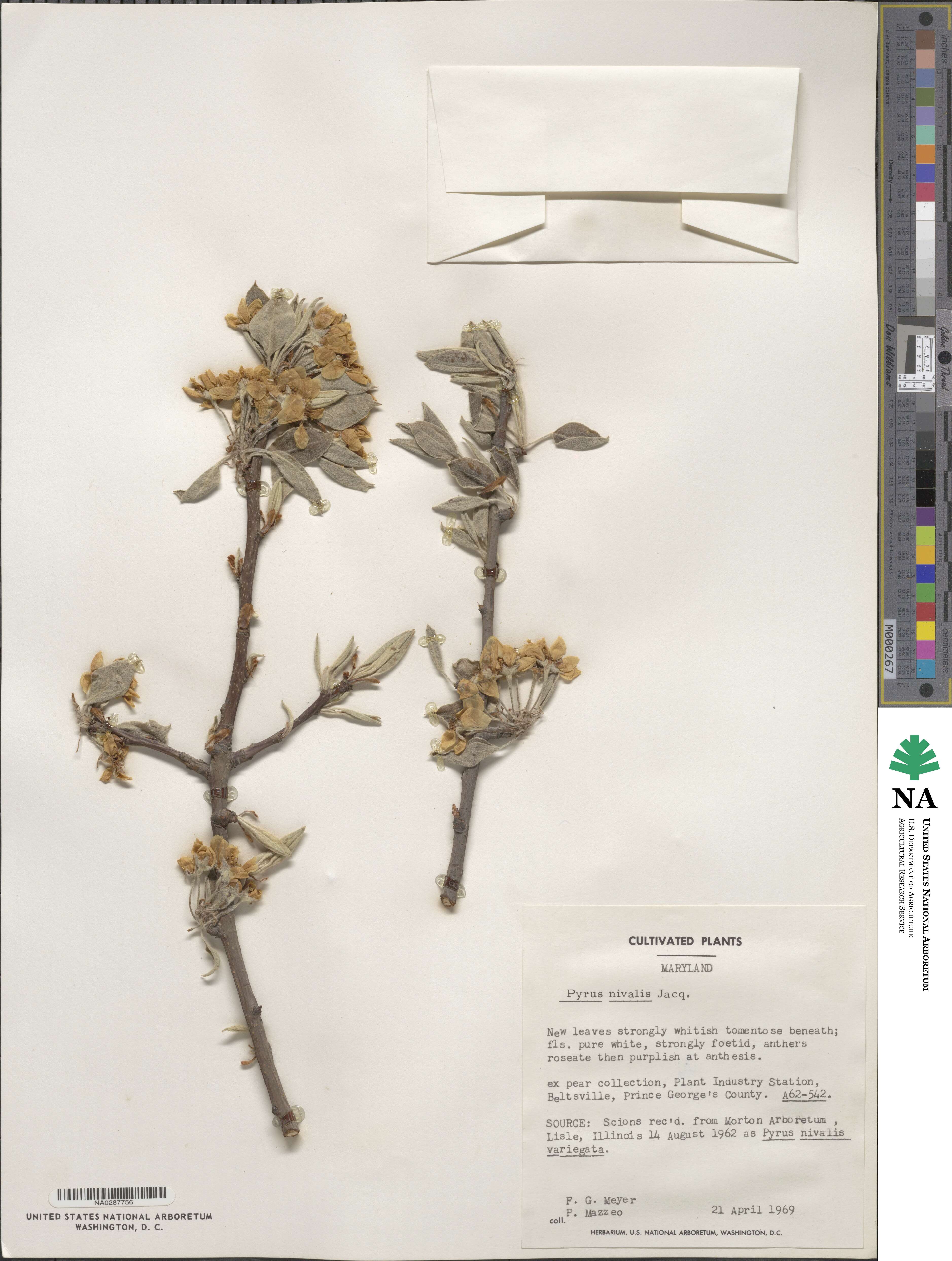 Pyrus nivalis image