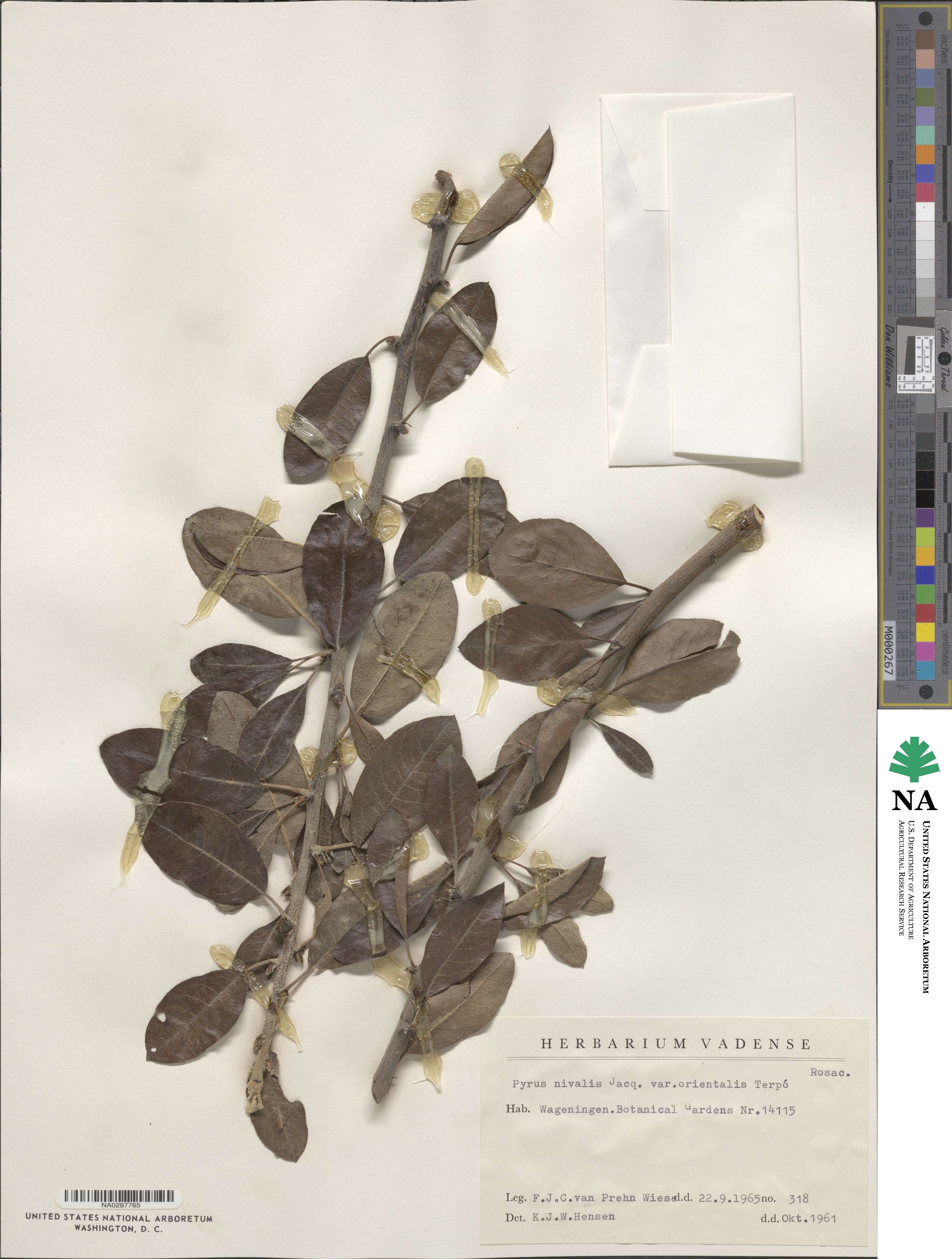 Pyrus nivalis image