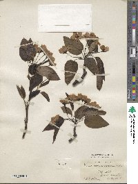 Pyrus ussuriensis image