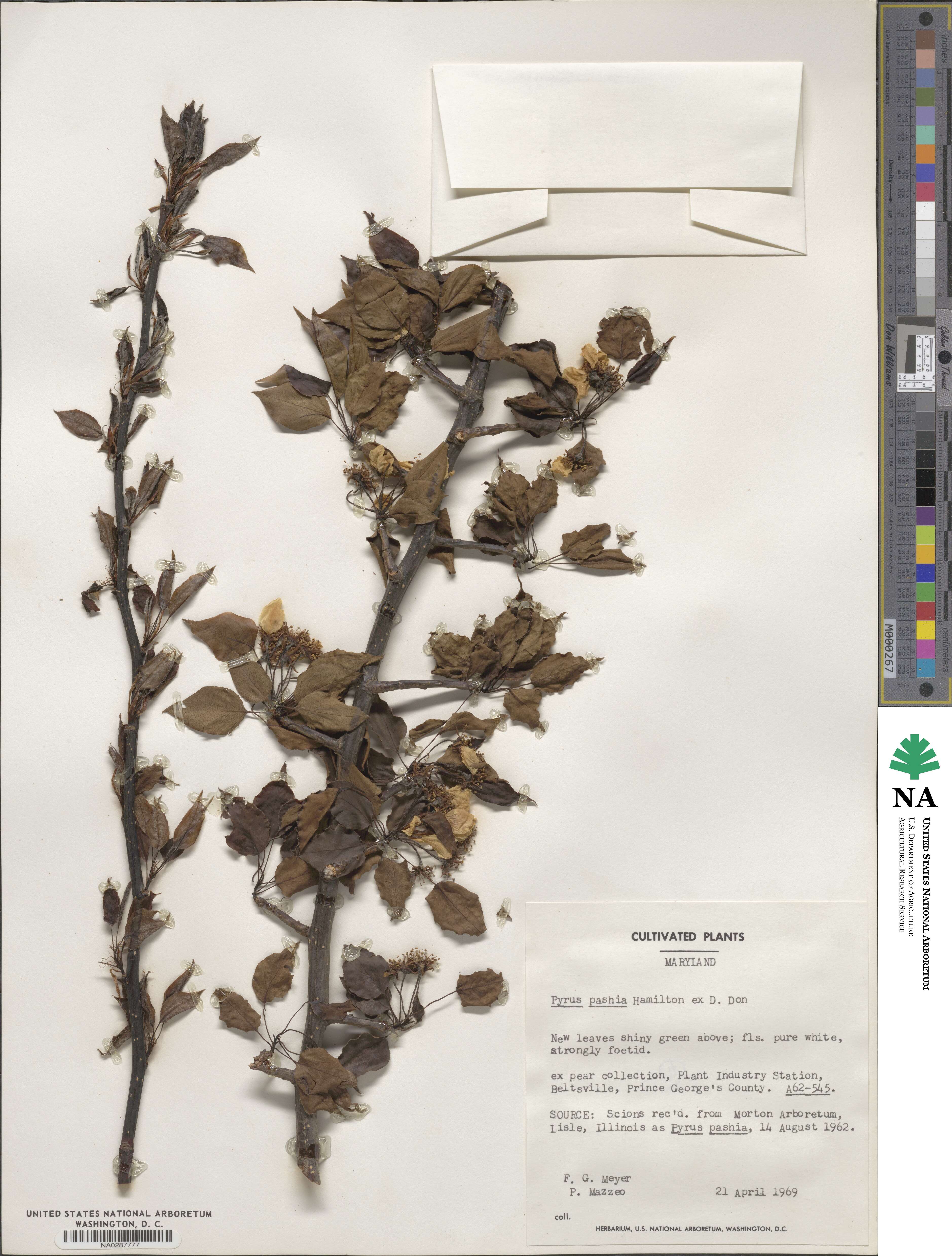Pyrus pashia image