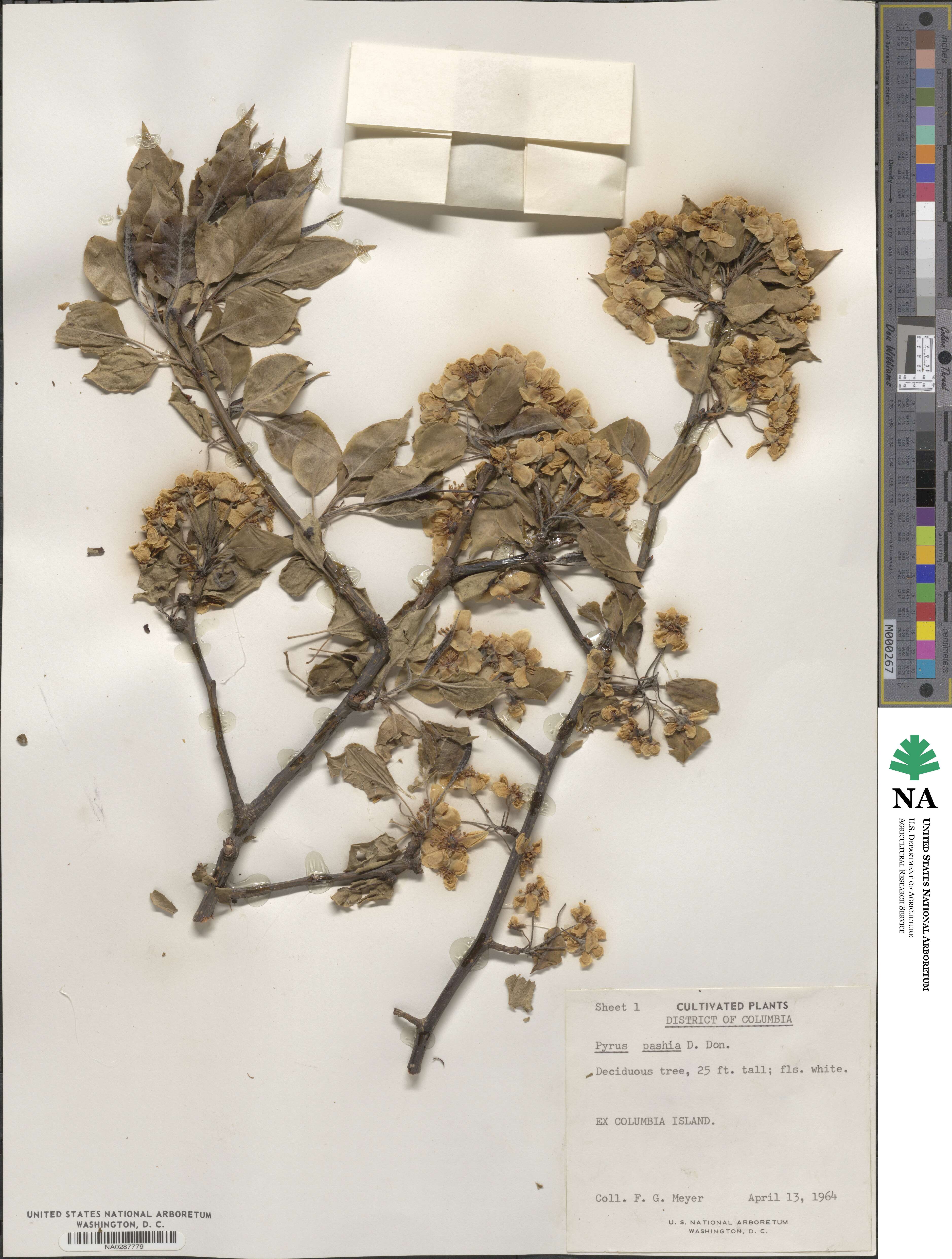 Pyrus pashia image