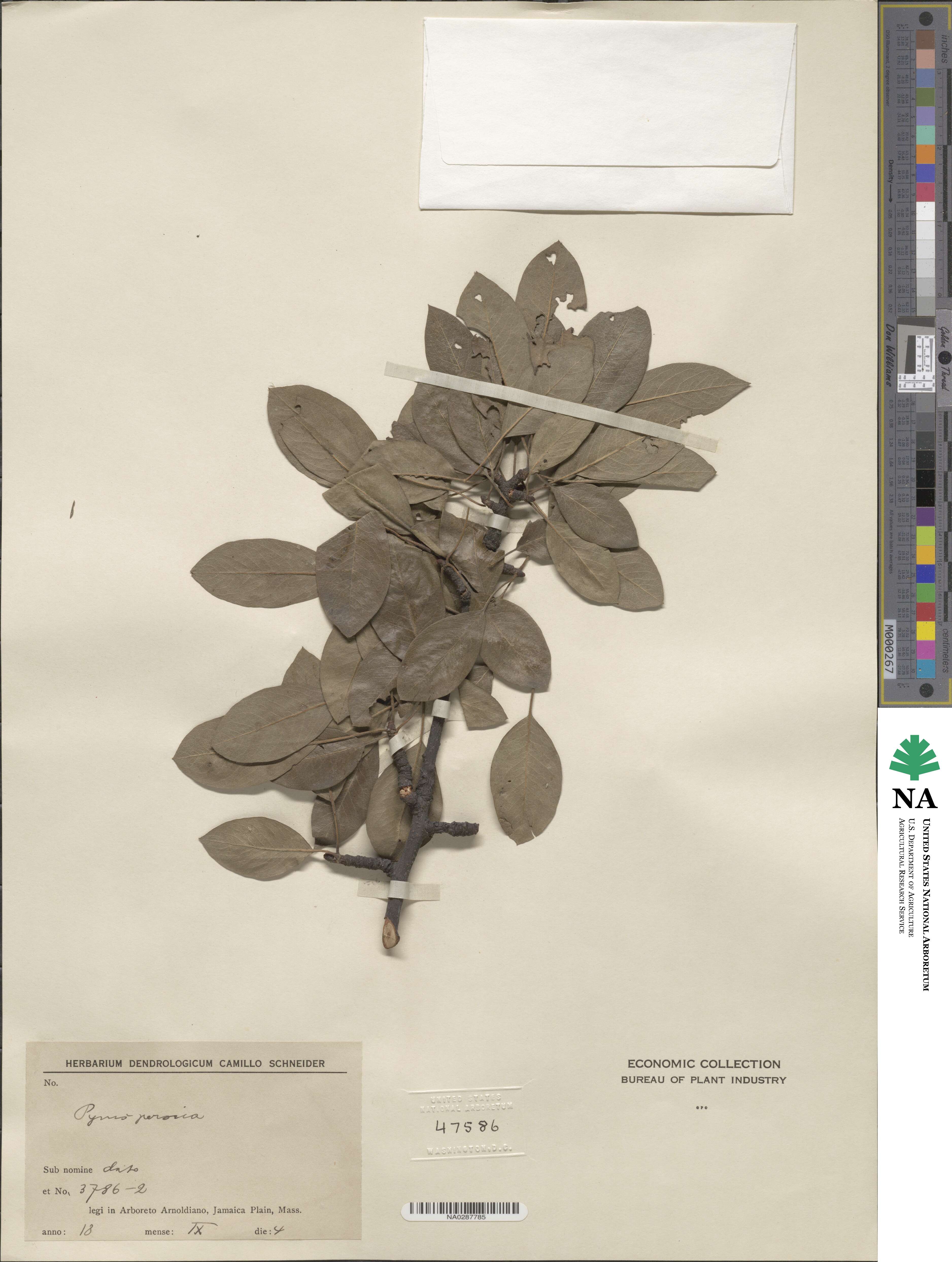 Pyrus persica image