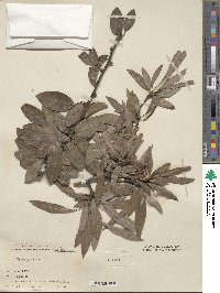 Pyrus persica image