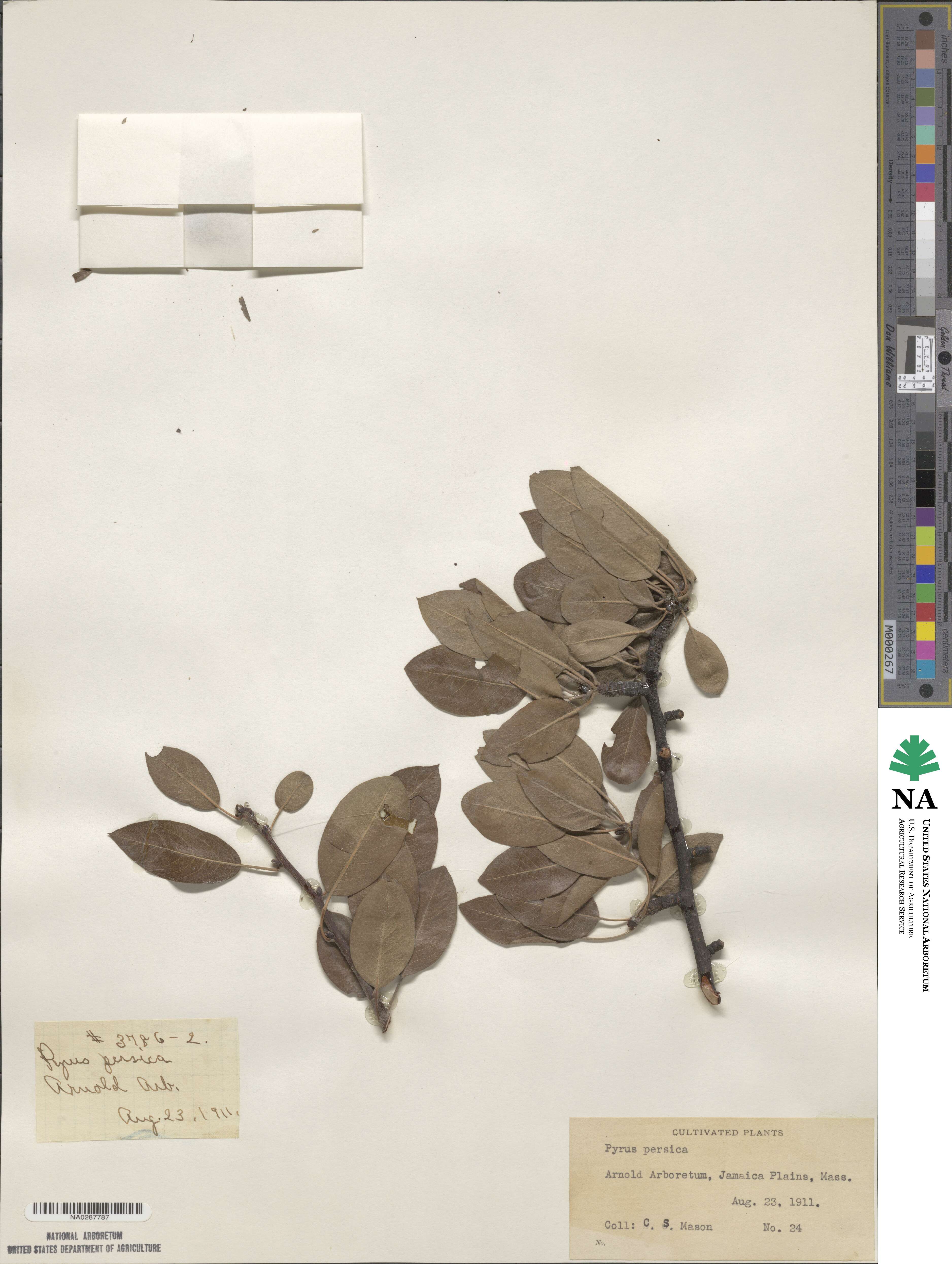 Pyrus persica image