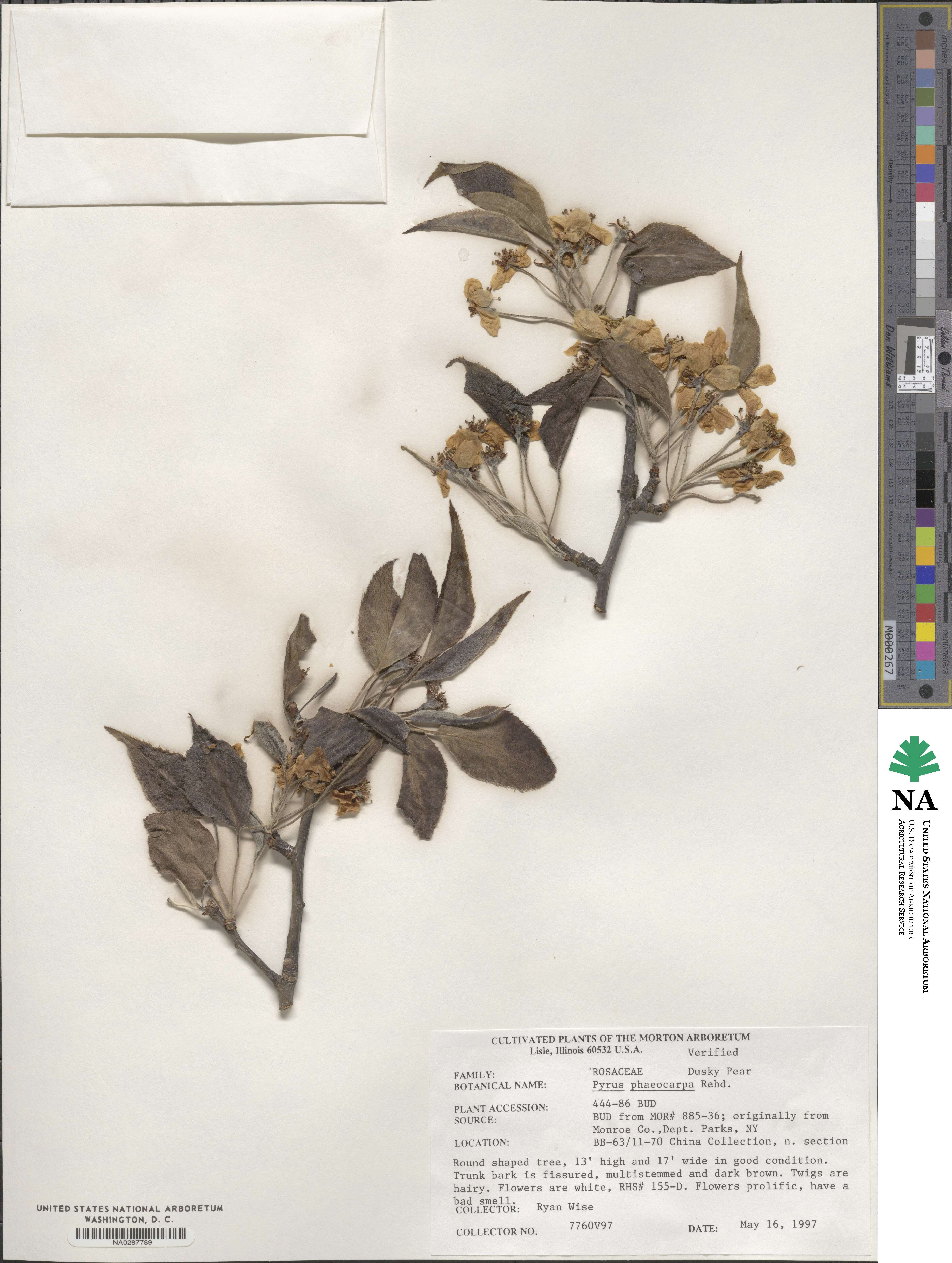 Pyrus phaeocarpa image